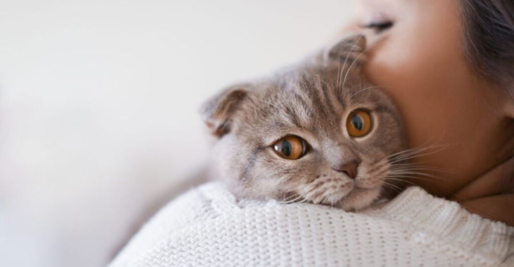 Image showcasing What You Can Do To Ease Your Cat's Anxiety