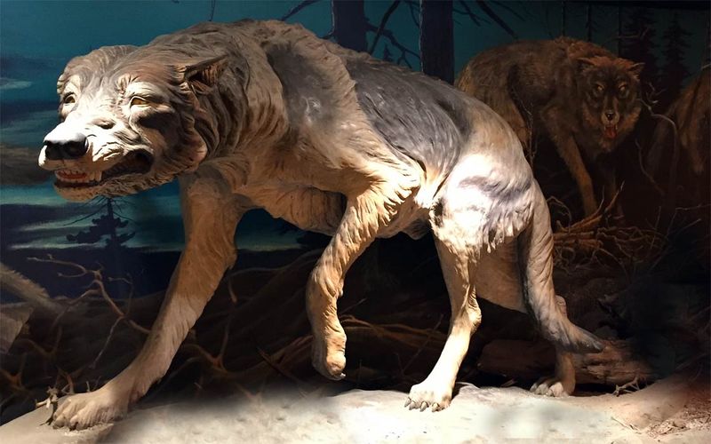 How would existing wolf populations react?