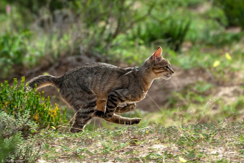 The Role Of Zoos And Wildlife Reserves 