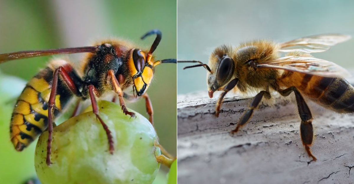 What’s The Difference Between A Hornet And A Bee?