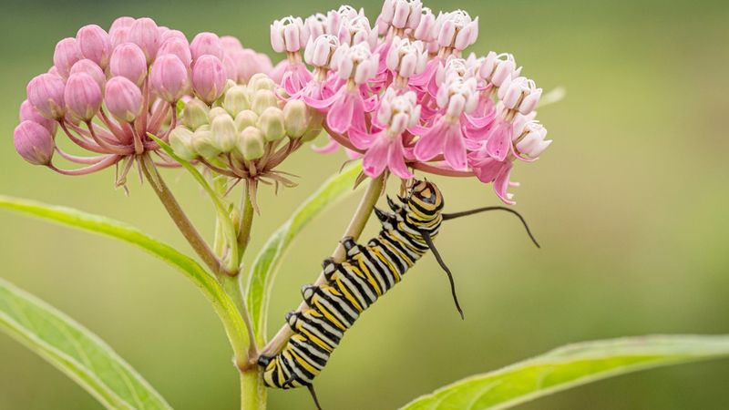 Milkweed Destruction