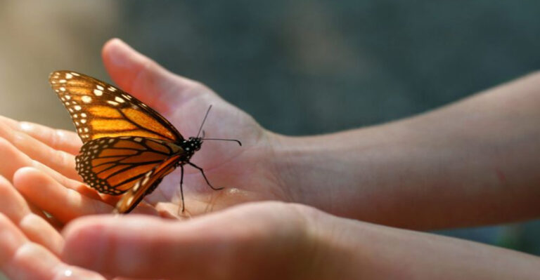 What’s Threatening The Monarch Butterfly And How You Can Help