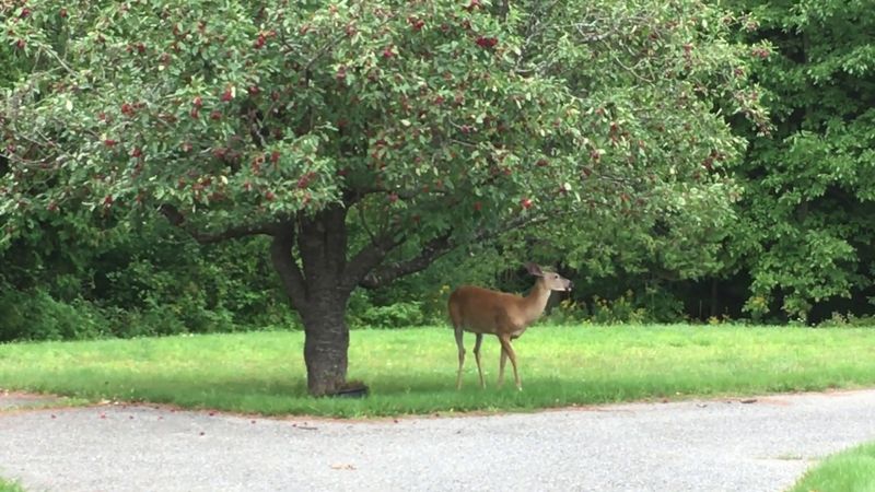 Crabapples
