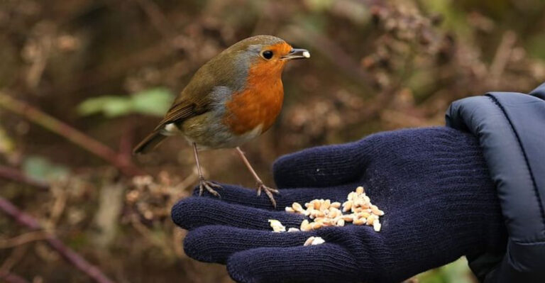 When And Why Did We Stop Eating Robins, Passenger Pigeons, And Turtles?