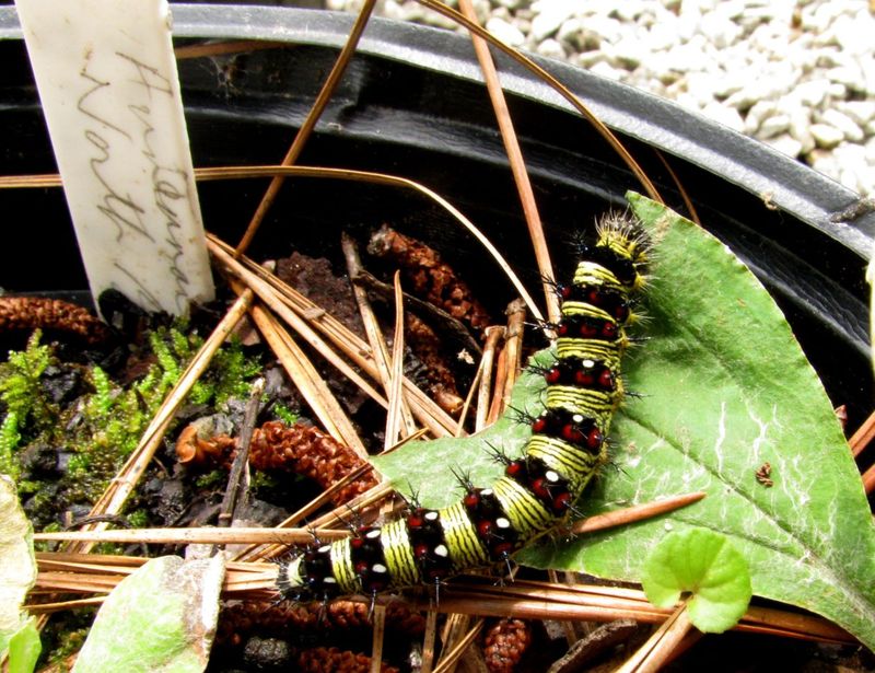 What Do American Lady Caterpillars Eat?