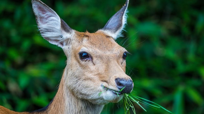 The Surprising Science Behind Herbivores Eating Meat