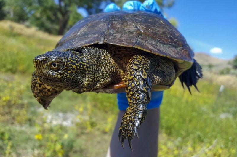 Which Turtle Species Are Returning