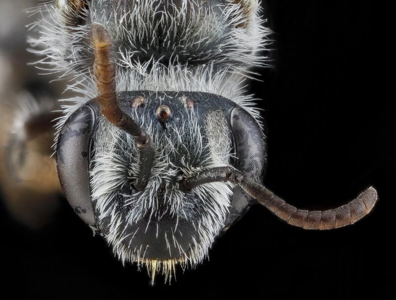 Unique Features Of Andrena Androfovea