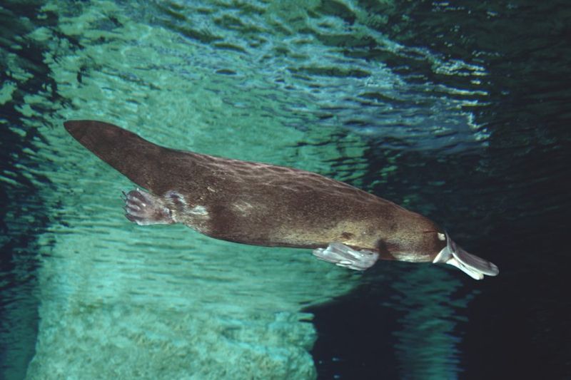 Physical Characteristics: A Mammal Like No Other