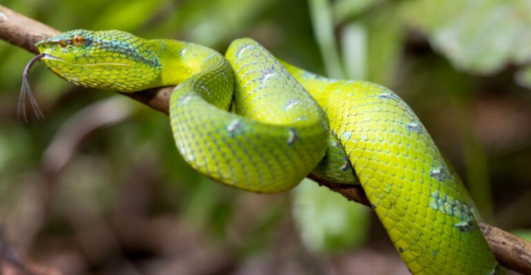 Where Do Snakes Live?