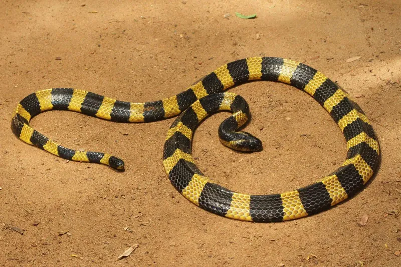 How Big Is The Largest Banded Snake?