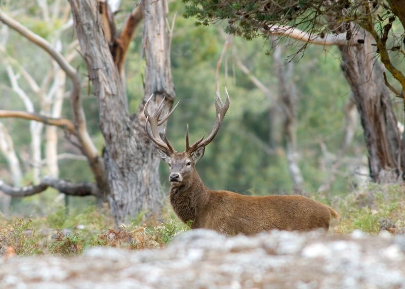Australia's Victorian Highlands