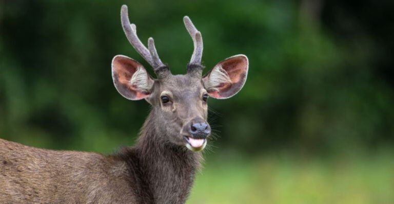 Where Sambar Deer Are Now Thriving Outside Their Native Asia