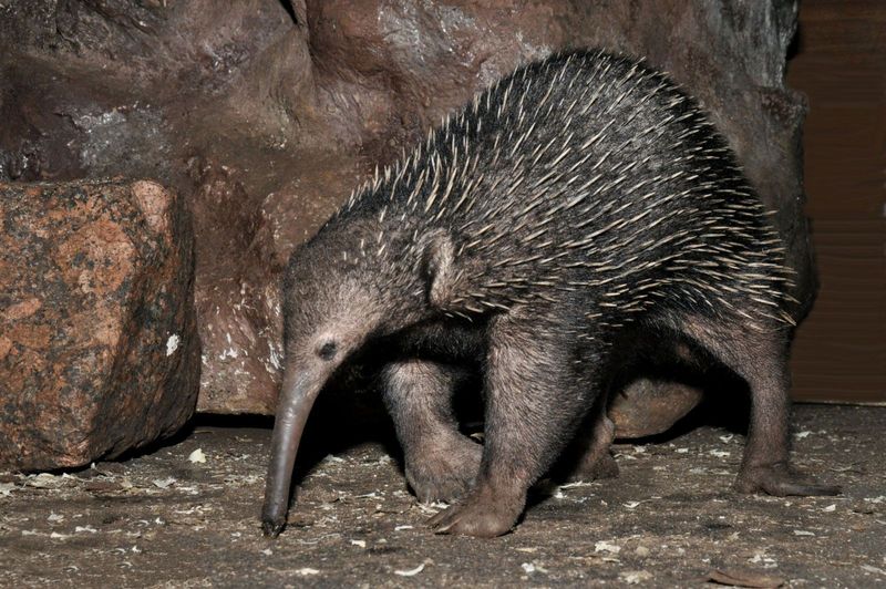 Why The Rediscovery Of The Echidna Matters