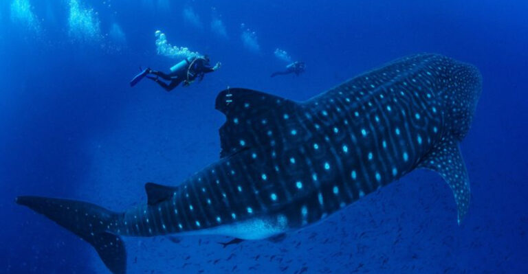 Where You’re Most Likely To See Whale Sharks