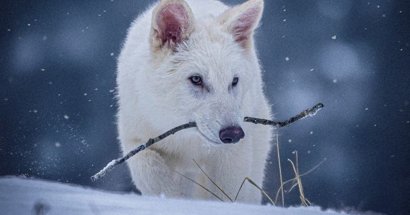 What would dire wolves eat in today's world?