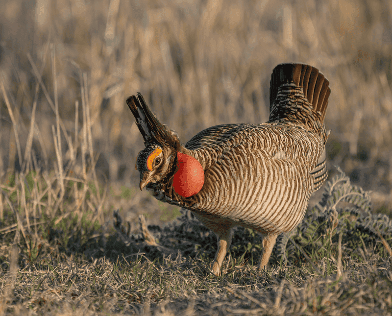 The Benefits Of Ground-Nesting