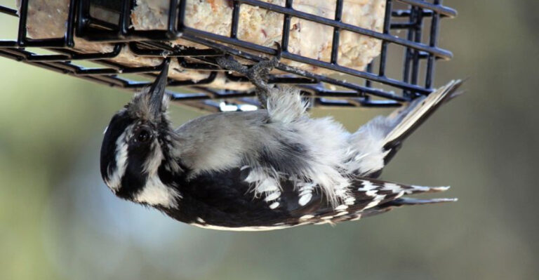 Which Birdseed Attracts Which Birds? A Complete Feeding Guide