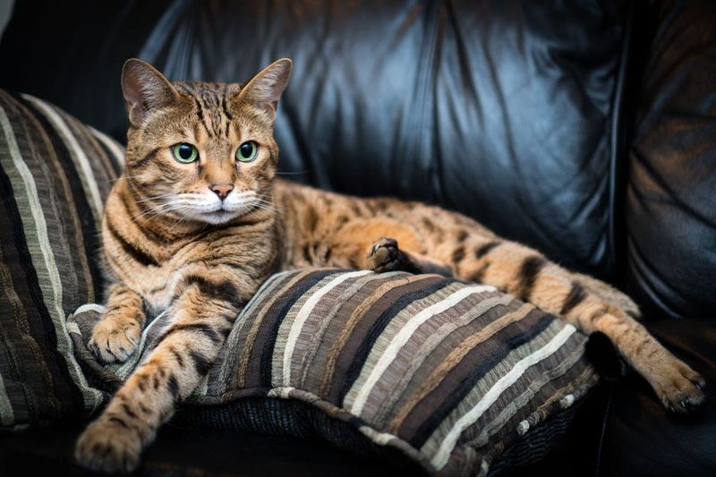 Are You Active And Adventurous? Consider Bengals Or Abysinians
