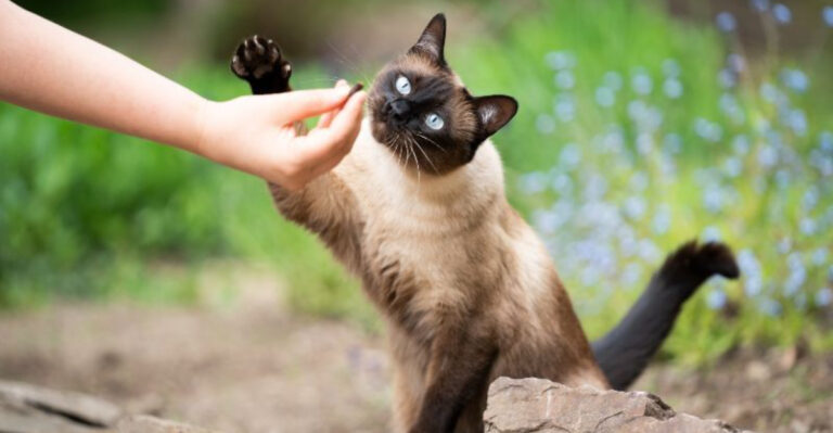 Which Cat Breed Matches Your Personality? Find The Purrfect Fit