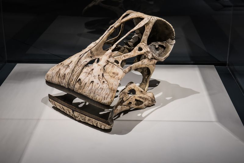 Nigersaurus: The Dinosaur With 500 Teeth