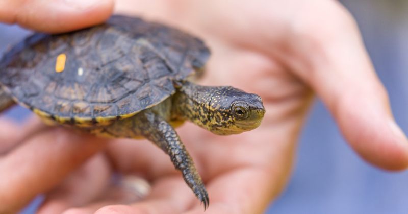 How Native Turtles Benefit From This