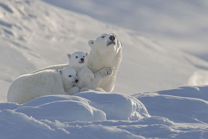 The Bears Who Don't Love Honey