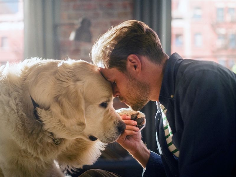 Dogs Displaying Empathy