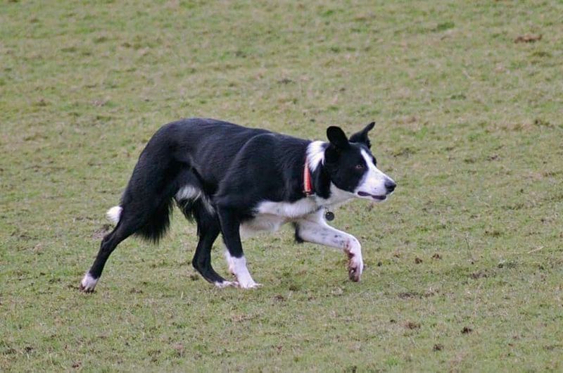 Border Collie