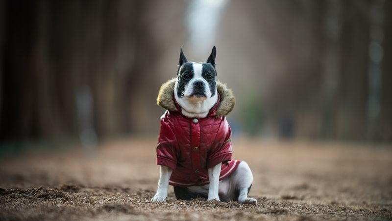 Boston Terriers: Dapper Dressers Needing Winter Wardrobes