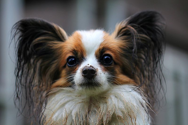 Papillons: Butterfly Ears Catch Every Sound
