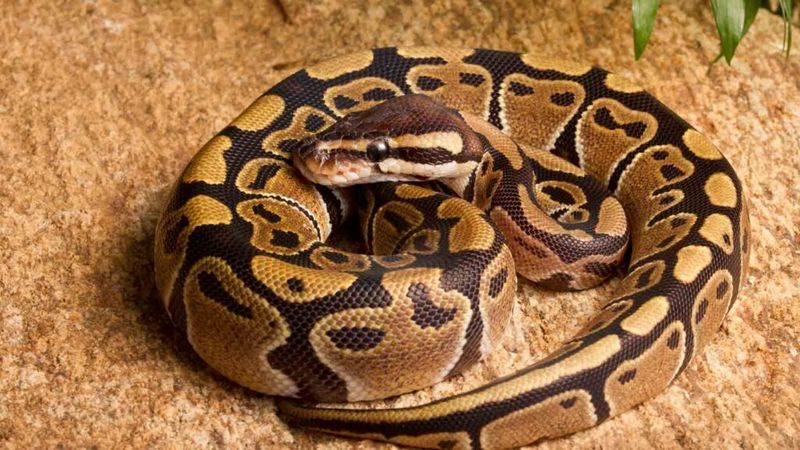 Ball Python