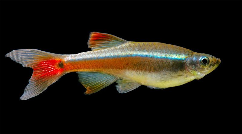 White Cloud Mountain Minnow