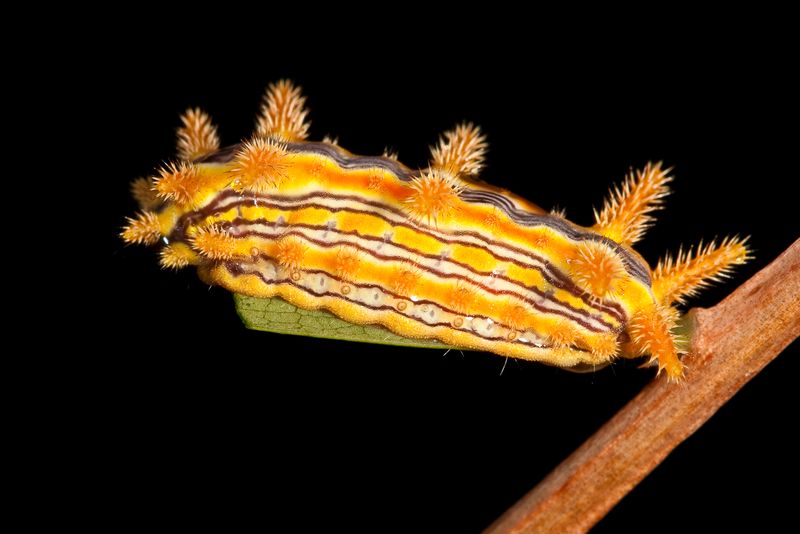 Stinging Rose Caterpillar