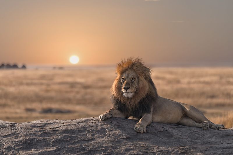 Lions Live In Jungles