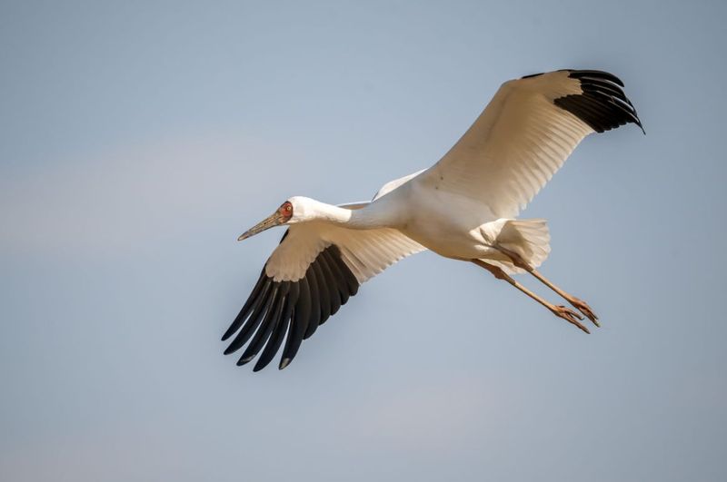 Siberian Crane