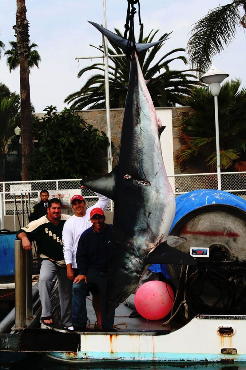 Mako Shark