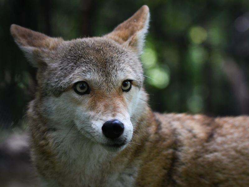 Coyotes