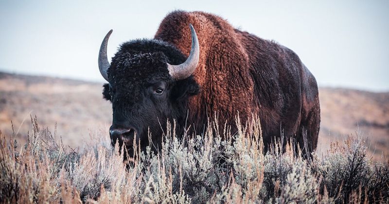 Bison