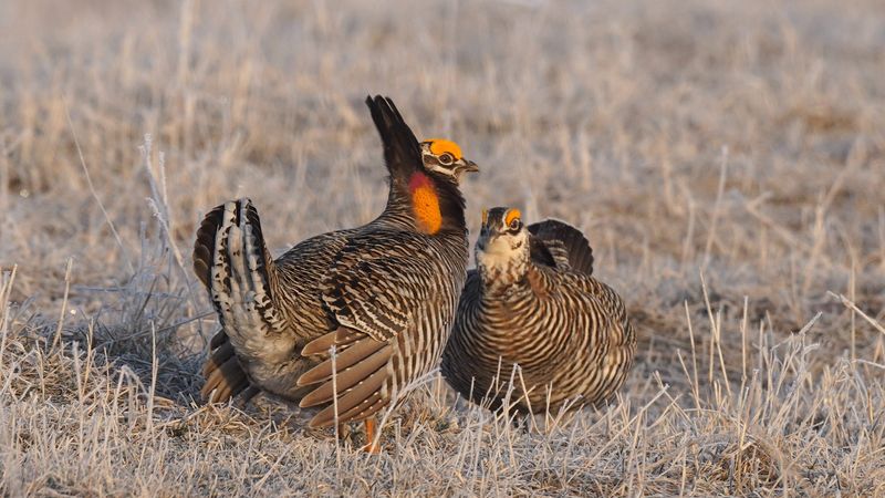 Greater Prairie-Chicken: Dancing Birds