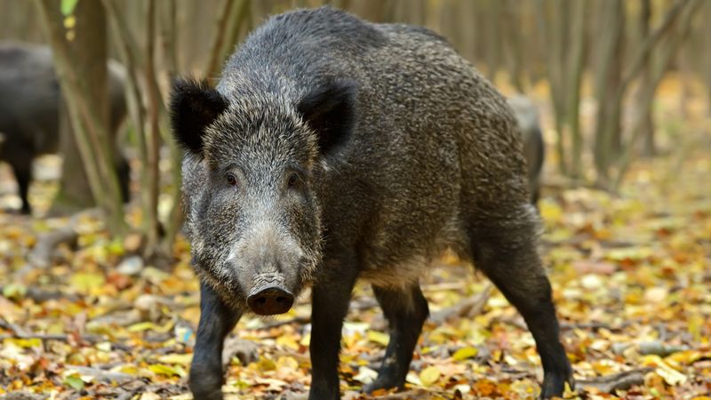 Wild Boar
