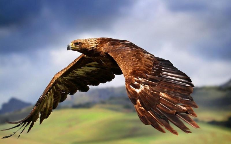 Golden Eagle Is Widespread Across The Northern Hemisphere
