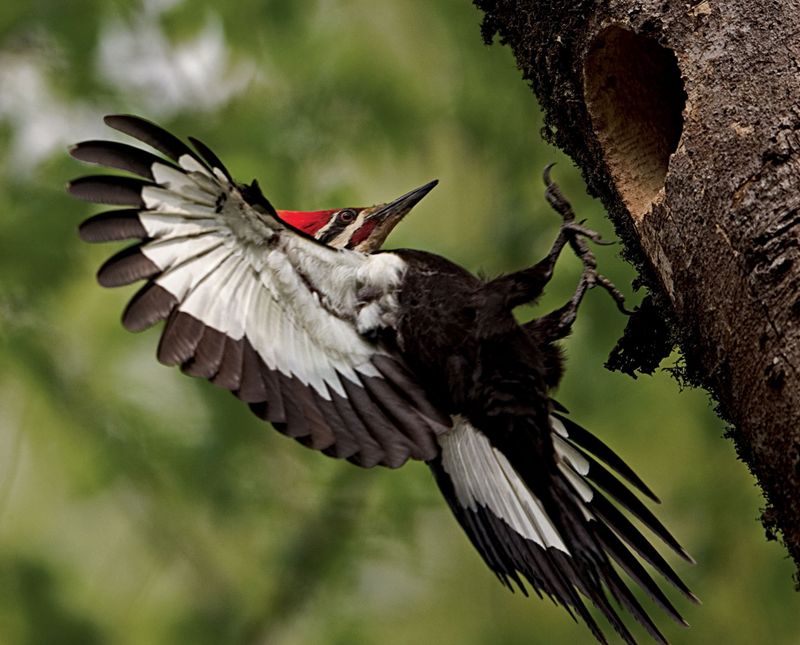 Ivory-Billed Woodpecker