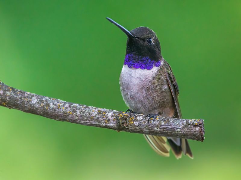 Black-Chinned Hummingbird