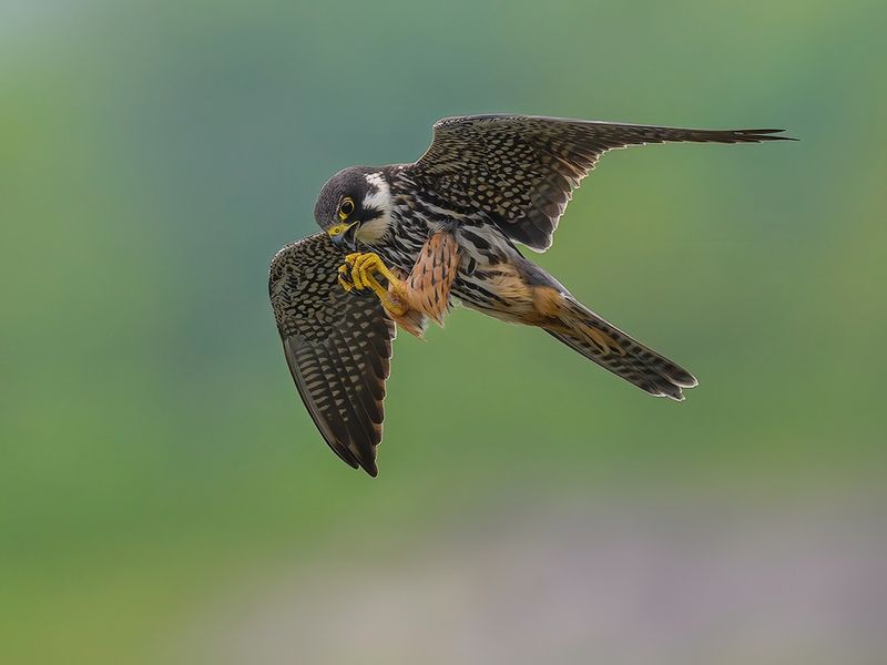 Eurasian Hobby: The Dragonfly Hunter