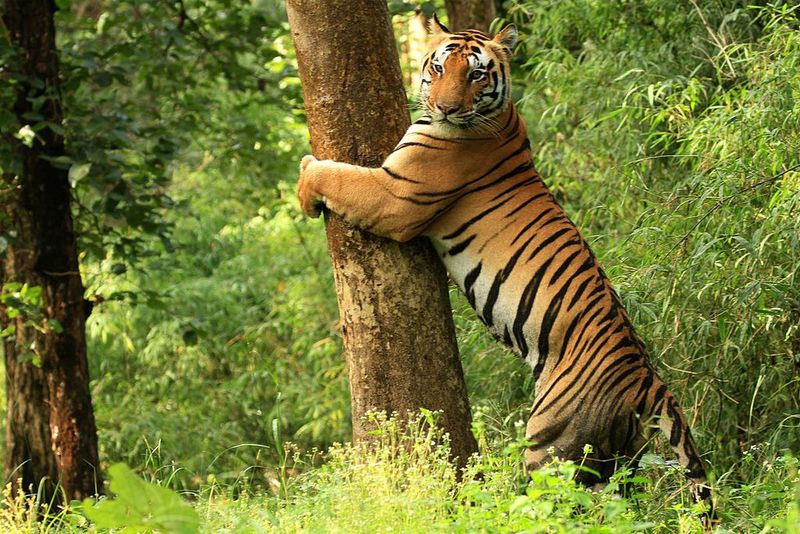 A Tiger's Brain Commands Its Hunting Strategy
