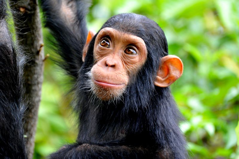 Chimpanzees: Primate Pals With Platinum Needs