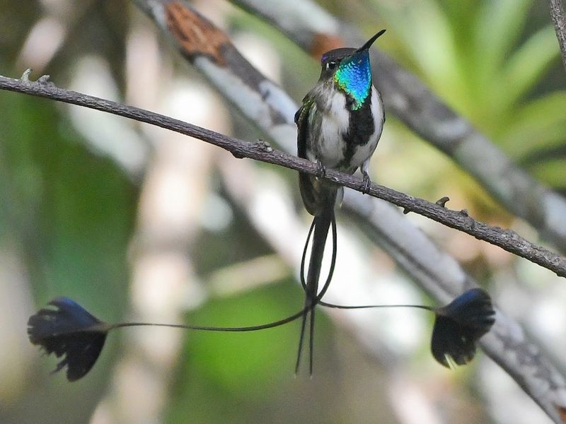 Marvelous Spatuletail