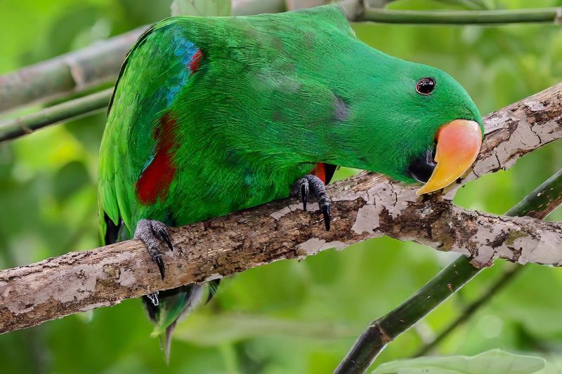 Eclectus Parrot