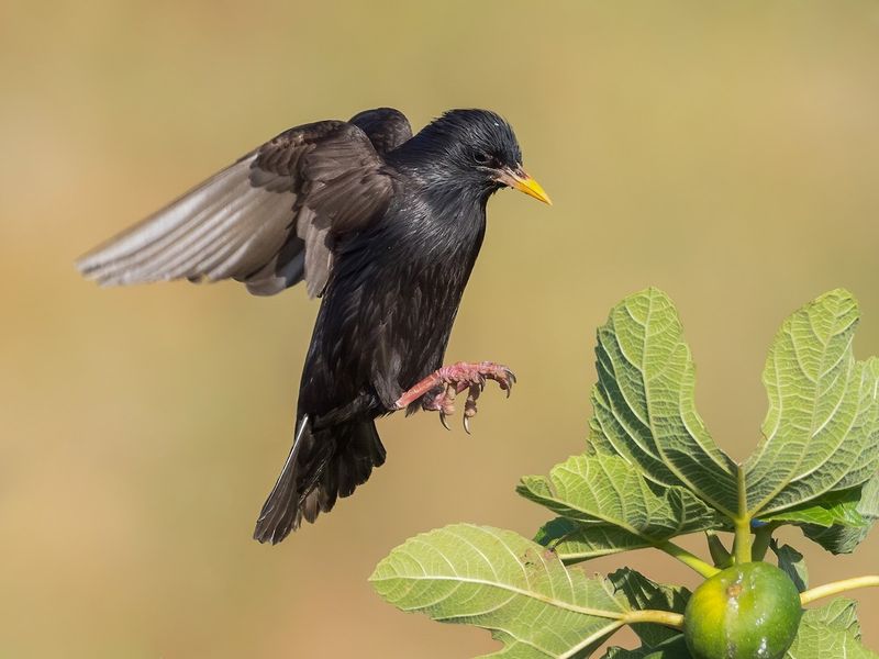 Spotless Starling